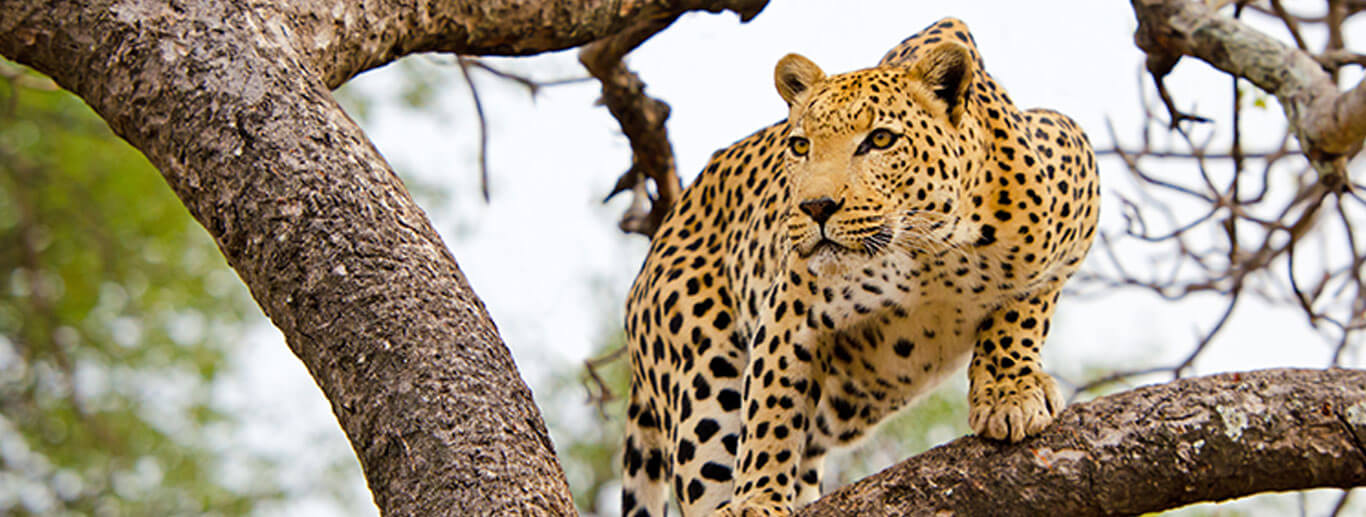 Masai Mara Engai Wilderness Lodge - 3 Days 2 Nights